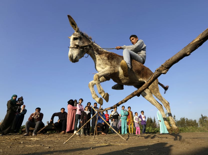 Mr Ahmed Ayman, 14, rides his trained donkey as he jumps over a barrier in the Nile Delta village of Al-Arid. Photo: AP
