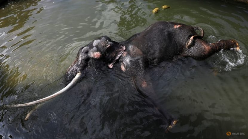 Sri Lanka readies ailing Thai elephant for flight home - CNA