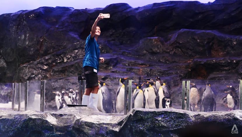 Penguins complete move to Bird Paradise; new habitat features southern lights, deeper tanks