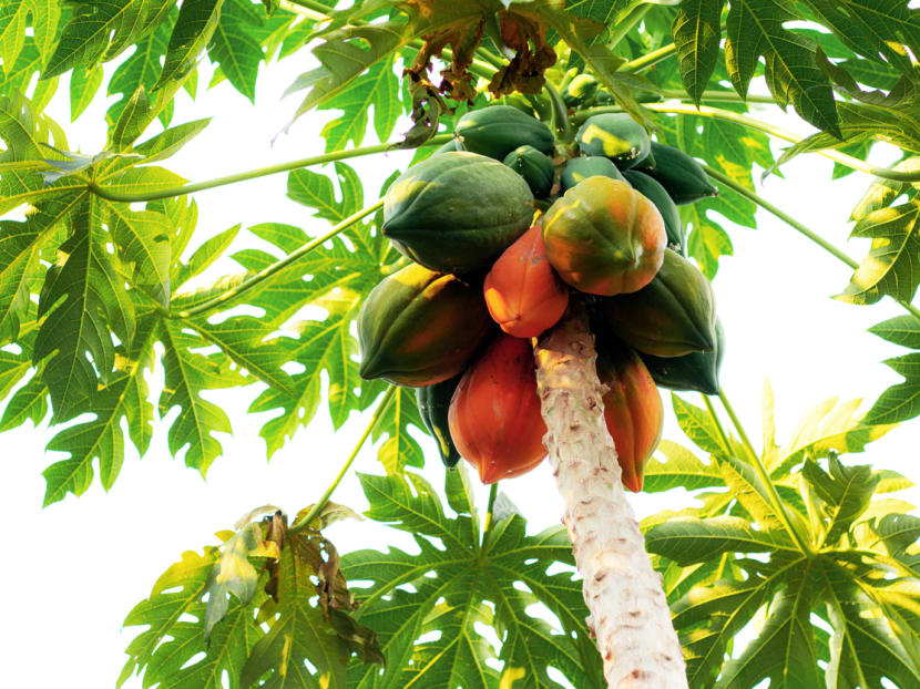 Ang Say Chee took a chopper from his home and went to an area near his block where he chopped off the upper half of a papaya tree. Ang Say Chee took a chopper from his home and went to an area near his block where he chopped off the upper half of a papaya tree.