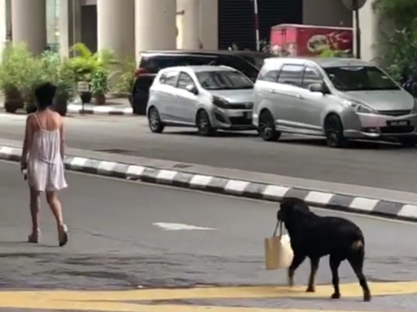 Video of dog carrying owner’s handbag while walking on Bukit Bintang