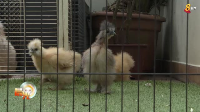 晨光|晨光聚焦：弃养事件增 首个宠物鸡救助站成立