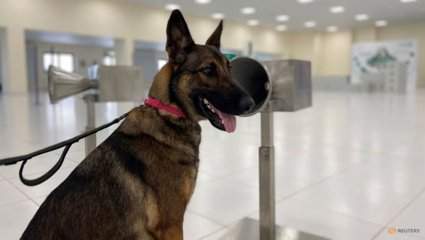 Led by the nose: Meet the UAE's COVID-19 sniffer dogs Led by the nose: Meet the UAE's COVID-19 sniffer dogs