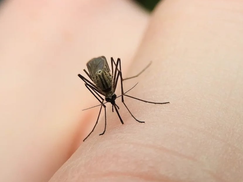 No animals kill more humans than mosquitoes. But getting rid of them would be a mistake - TODAY No animals kill more humans than mosquitoes. But getting rid of them would be a mistake - TODAY
