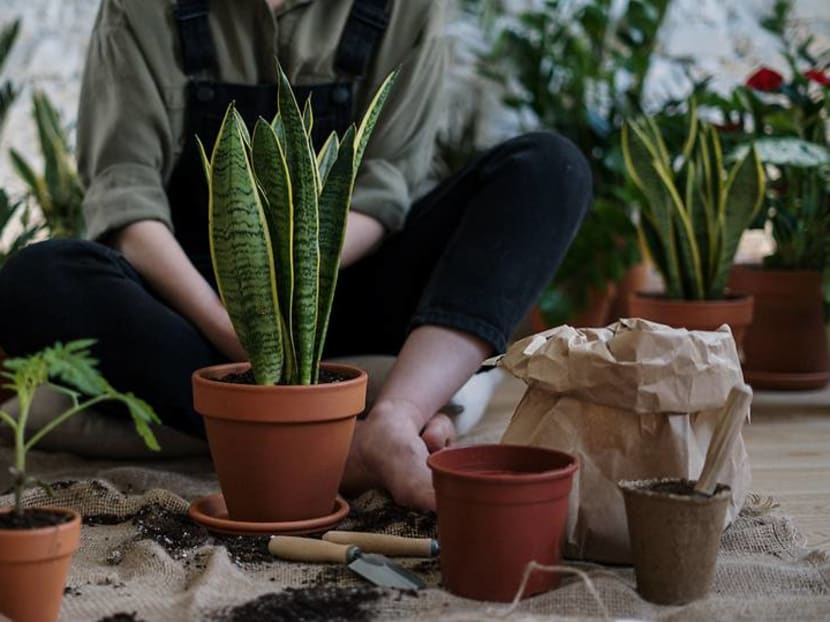 Learning the botanical names of plants can make you a better gardener Learning the botanical names of plants can make you a better gardener