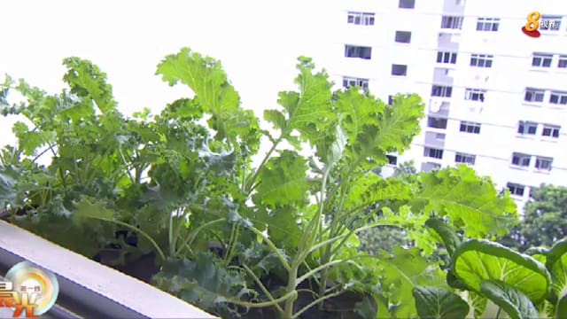 晨光|潮流解码：居家水耕法教你在家种菜