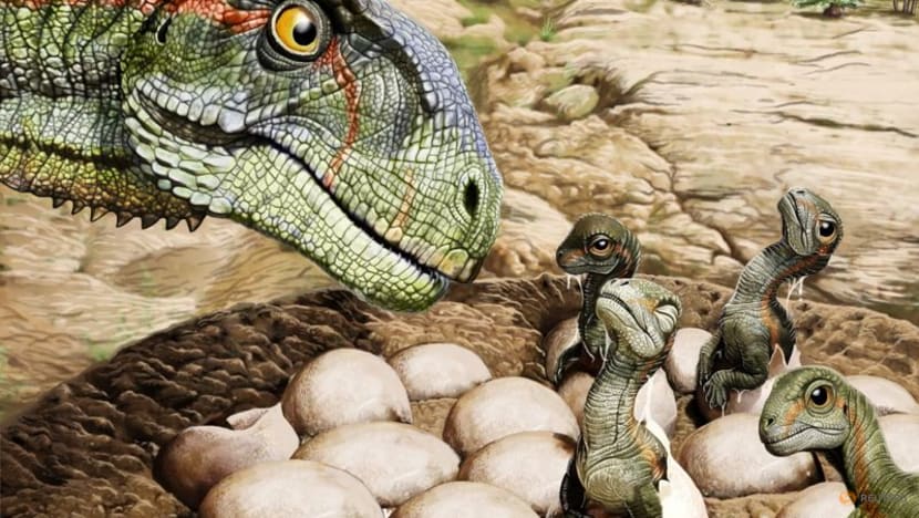 Patagonian fossils show Jurassic dinosaur had the herd mentality Patagonian fossils show Jurassic dinosaur had the herd mentality