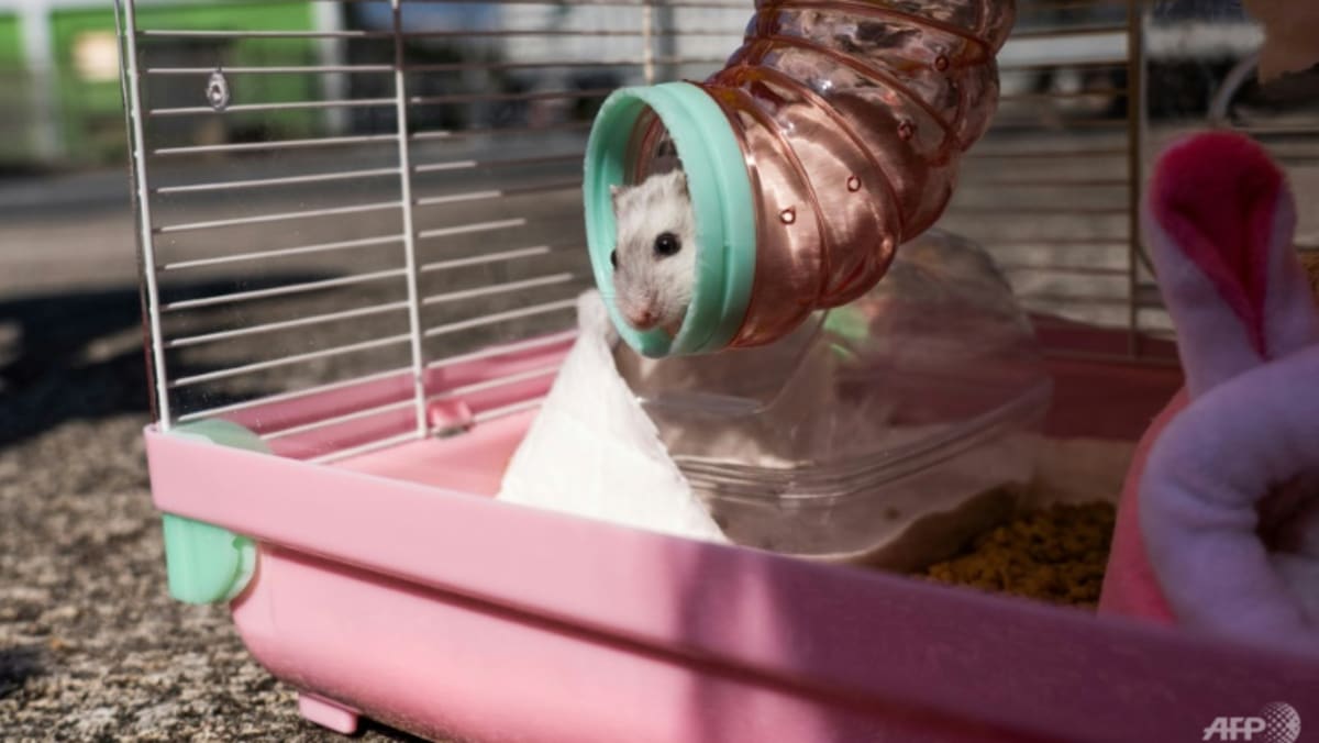 Komentar: Reaksi atas pemusnahan hamster Hong Kong mengungkapkan perbedaan pendapat yang membara