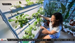 Tampines residents embrace urban farming | Video