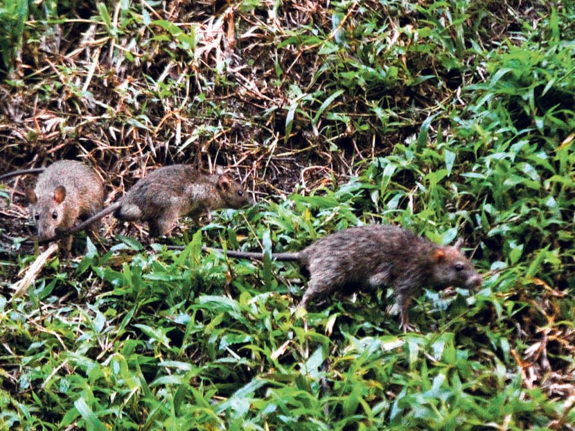Rat infestation in Bukit Batok. The feeding of cats and birds in open areas causes problems related to rats. TODAY FILE PHOTO