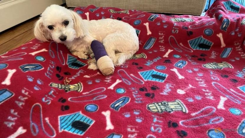 US regulators inch toward pet-insurance rules as Sir Purrs A Lot ails US regulators inch toward pet-insurance rules as Sir Purrs A Lot ails