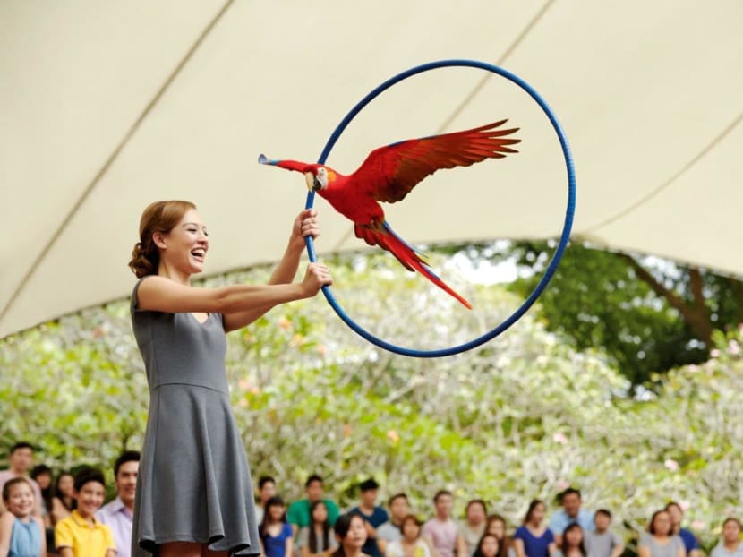 A scarlet macaw flying through a hoop at Jurong Bird Park's High Flyers Show. Photo: Jurong Bird Park