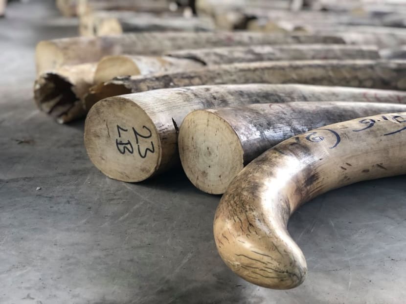 The items include 8.8 tonnes of ivory seized last year in Singapore's biggest haul worth S$17.6 million.