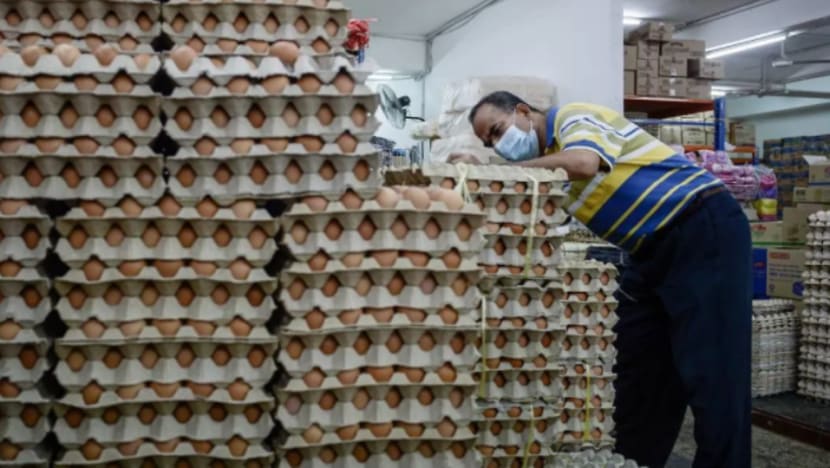 Malaysia Inspecting Selangor Egg Farm After Salmonella Bacteria Prompts Singapore Recall Cna