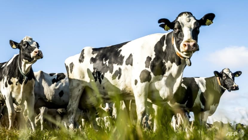 Dutch cow farmers face tough climate choices