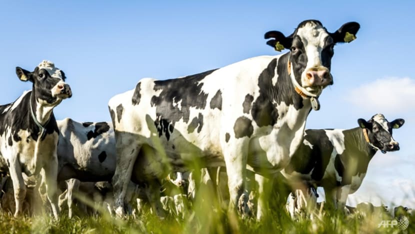 Dutch cow farmers face tough climate choices Dutch cow farmers face tough climate choices