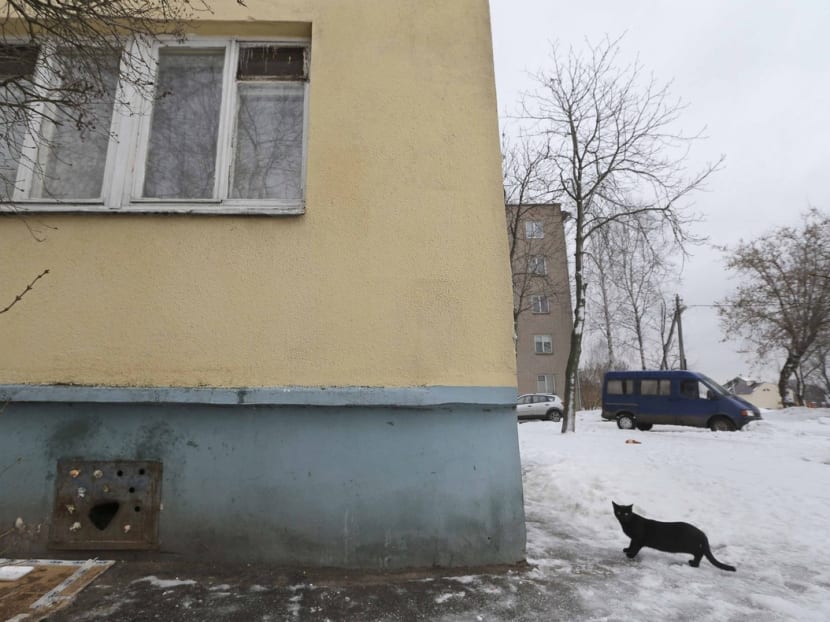 Gallery: Stray cats dying in Belarus basements: Activists