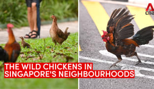 The wild chickens in Singapore's neighbourhoods | Video