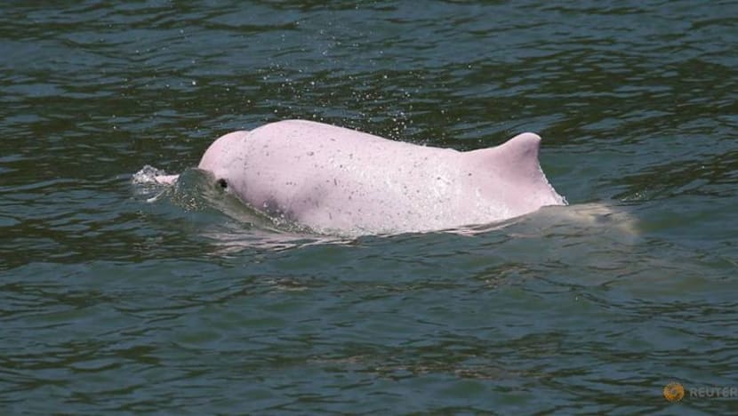 Jambatan ke China ancam ikan lumba-lumba merah jambu asal Hong Kong