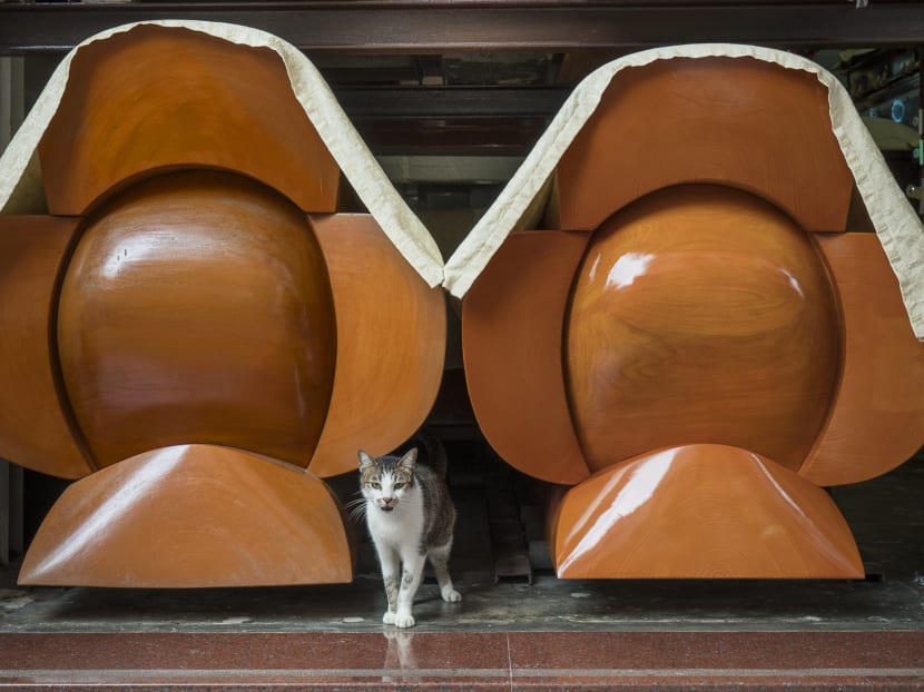 Gallery: Feline good: Photographing the cats found in traditional Hong Kong shops