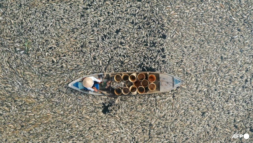 vietnam dead fish