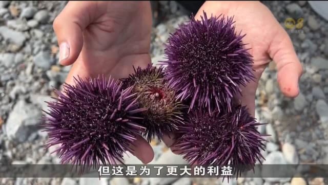 美国加州开展试点计划 让志愿者潜入海里除海胆