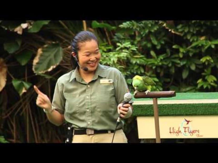 Amigo, a yellow-naped Amazon parrot from Jurong Bird Park, sings Happy Birthday