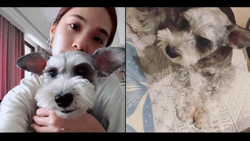 Rainie Yang's dog undergoes surgery for cancer: 'My whole world fell apart'