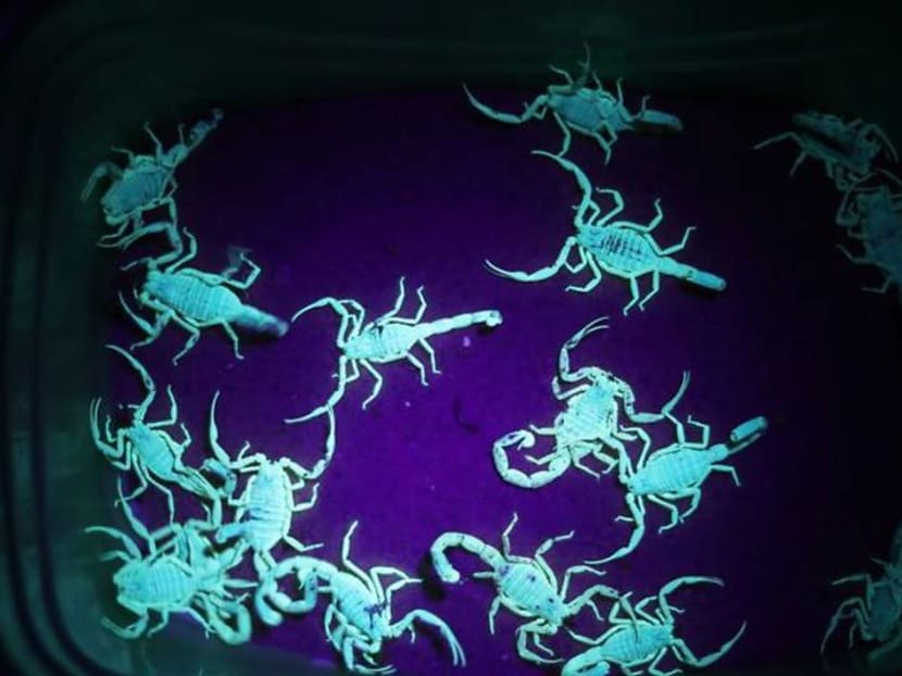 Young Egyptian finds fortune in scorpions Young Egyptian finds fortune in scorpions