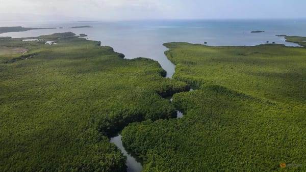 The 'Mount Everest' of bacteria discovered in Caribbean swamps - Channel News Asia (Picture 2)