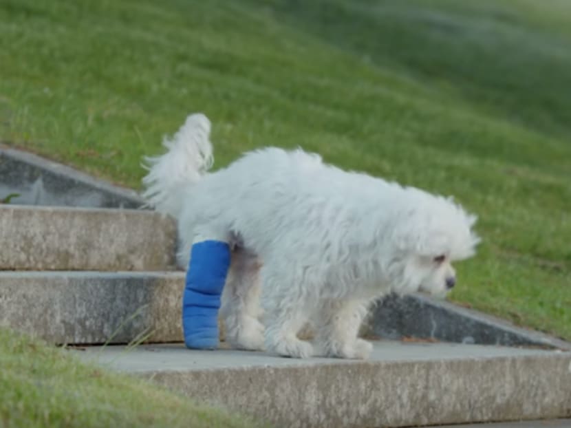 Amazon uses cute animal videos to woo shoppers in ad uptick TODAY