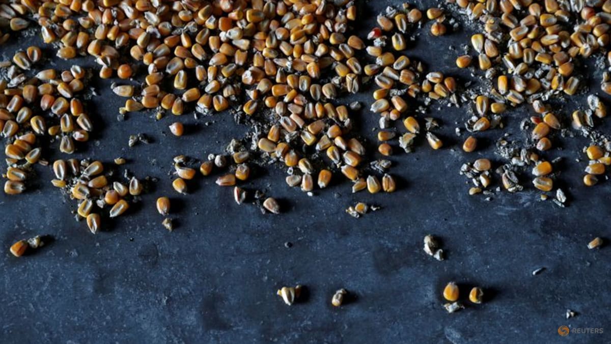 Why eastern Europe's grain producers face a perfect storm TODAY