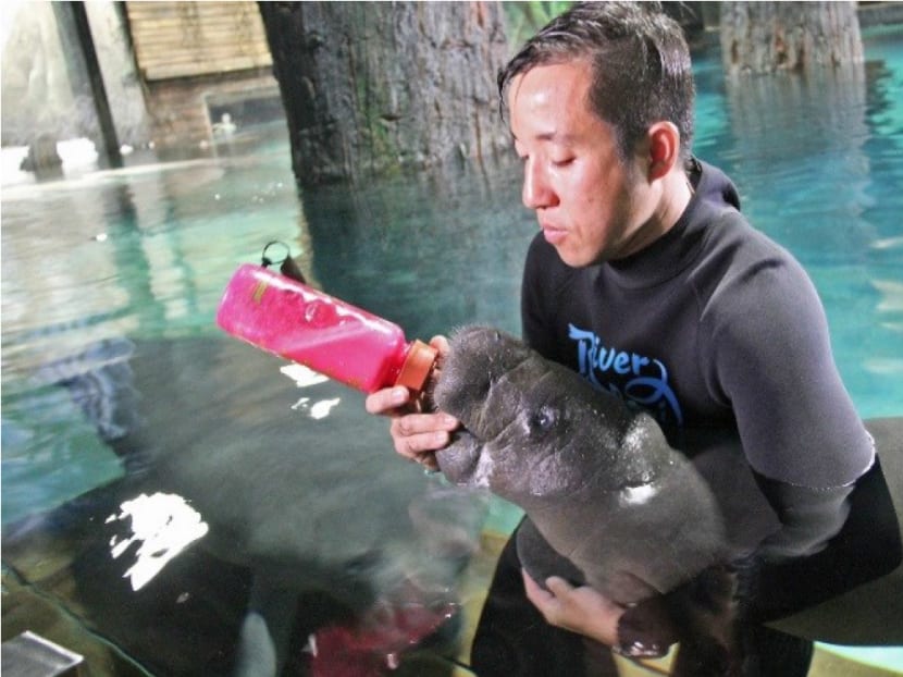 Canola the manatee being fed by Mr Keith So, Deputy Head Aquarist at River Safari. The West Indian manatee calf has been named as the River Safari's animal icon. Photo: Wildlife Reserves Singapore