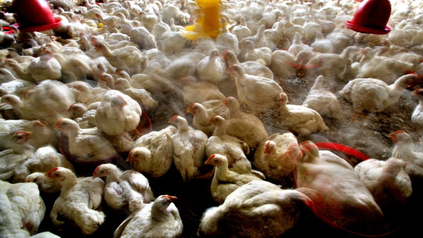 Indonesia berharap dapat eksport ayam ke S'pura dalam beberapa minggu akan datang