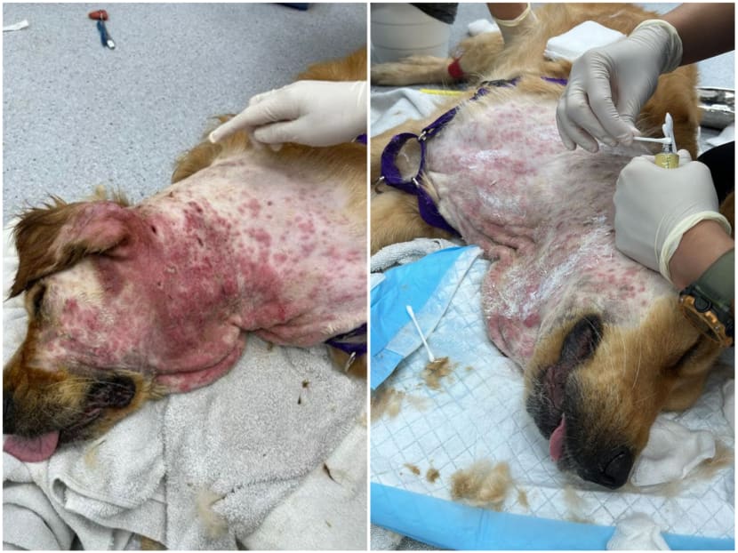 Photos on social media showing a one-year-old golden retriever having a bad skin problem around its neck.