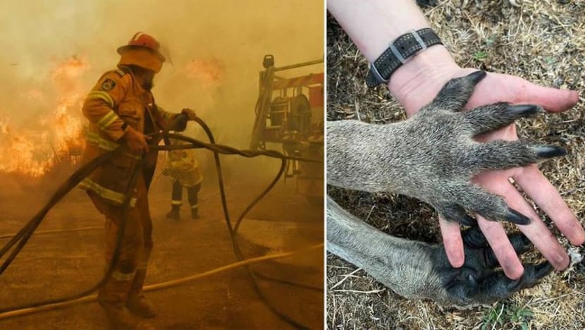 Ingin bantu haiwan, mangsa kebakaran hutan di Australia? Ini caranya