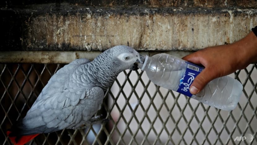 Baghdad zoo animals suffer as mercury hits 50 degrees Celsius