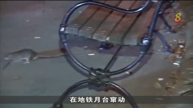 美国纽约暴发鼠患 老鼠活动量两年内暴涨七成