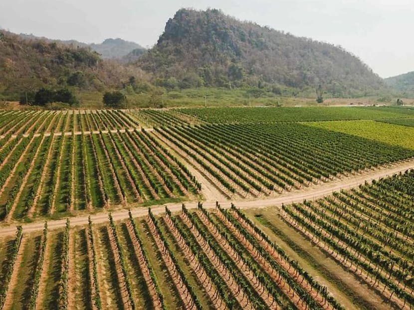 Adapting to climate change: How Thailand’s tropical wines are teaching the old world new tricks