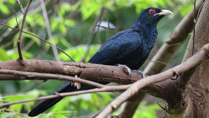 Heard this bird? Koels' piercing call divides residents Heard this bird? Koels' piercing call divides residents