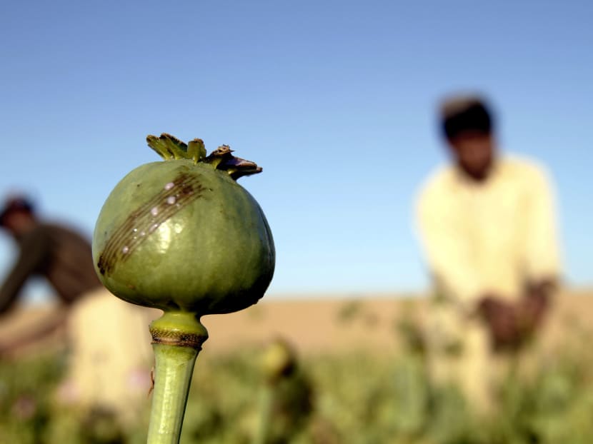 Thirty-five restaurants across China have been found illegally using opium poppies as seasoning. Photo: AP