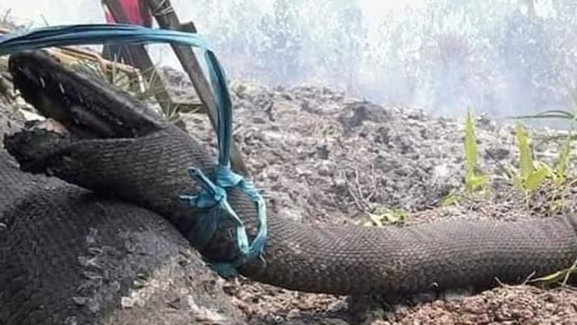 Ular sawa gergasi ditemui rentung dalam kebakaran hutan Indonesia