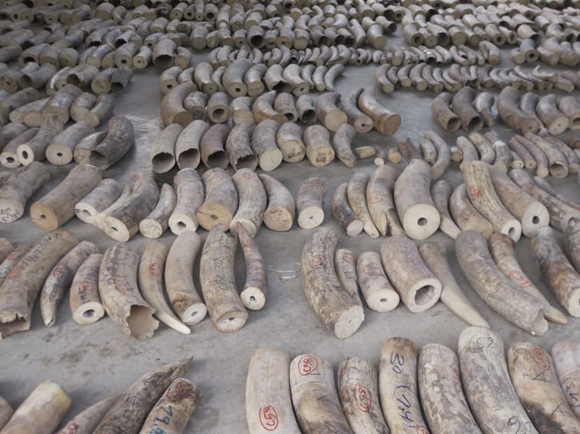 Elephant ivory weighing 8.8 tonnes was seized on July 21, 2019 by the Singapore authorities. They were in a shipment en route to Vietnam.