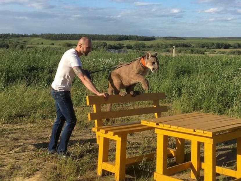Meet Messi, the Russian puma Meet Messi, the Russian puma
