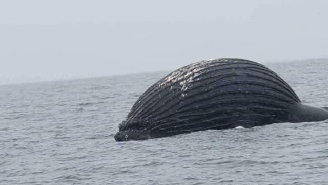 挪威渔民发现鲸尸 涨如气球濒临爆炸