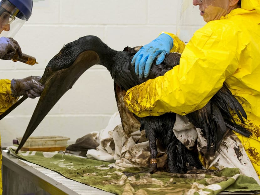 Gallery: Choppy slick is harder to clean up: More oily animals found