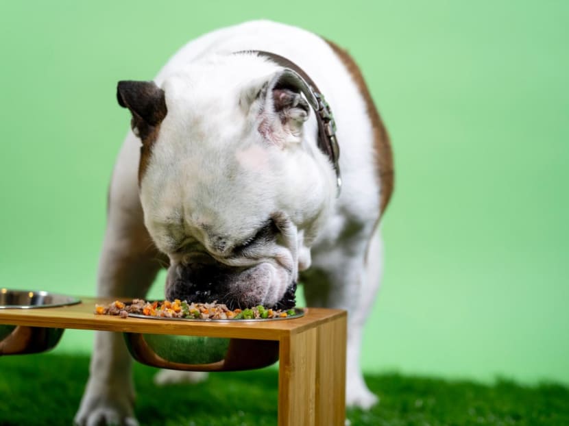 The Brazilian study looked at the environmental impact — including greenhouse gas emissions, land use and water usage — of pet food, finding that there was more than a seven-fold increase in CO2 production for a wet diet compared to dry. The Brazilian study looked at the environmental impact — including greenhouse gas emissions, land use and water usage — of pet food, finding that there was more than a seven-fold increase in CO2 production for a wet diet compared to dry.
