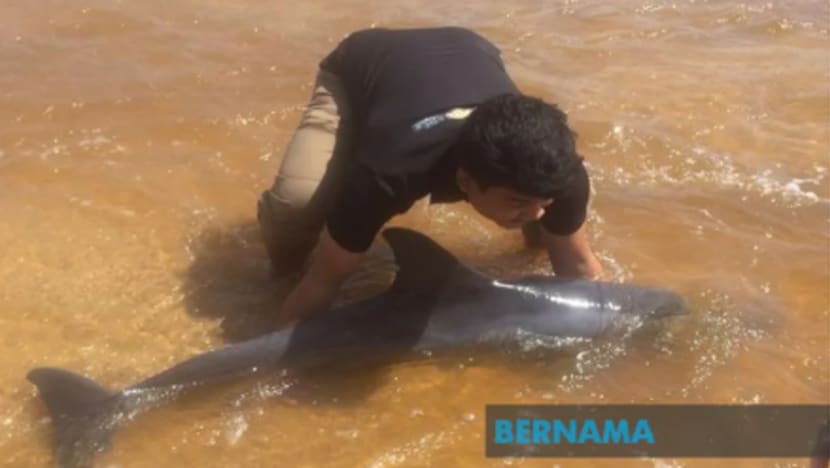 Ikan lumba-lumba terdampar di Terengganu diselamatkan pelajar