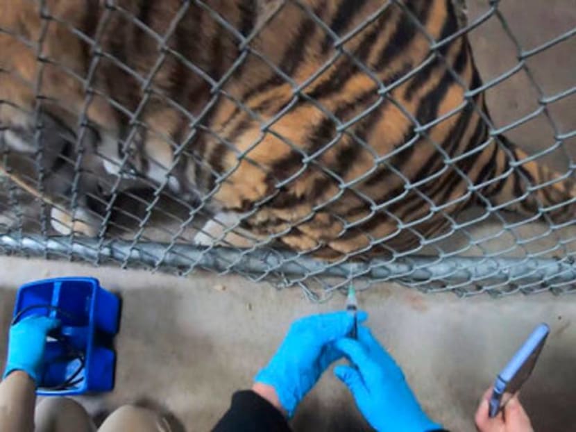 Tigers, bears, ferrets get COVID-19 vaccine at Oakland Zoo
