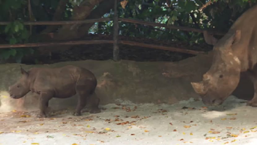 Anak badak yang dilahirkan di Taman Haiwan S'pura dinamakan Dalia
